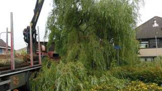 Ambt Delden bomen rooien